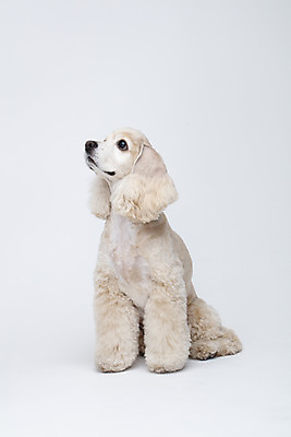 포토 JPG 스튜디오촬영 동물 한마리 반려견 실내 누끼 사람없음 옆모습 반려동물 귀여움 코커스패니얼 흰색 개 강아지 흰배경 반려 국내포토 1 뷰포인트 컬러 백그라운드 컨셉 포유류 내부 스패니얼 파일형식