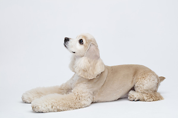 포토 JPG 스튜디오촬영 동물 한마리 반려견 실내 누끼 사람없음 옆모습 반려동물 귀여움 코커스패니얼 흰색 개 강아지 흰배경 반려 국내포토 1 뷰포인트 컬러 백그라운드 컨셉 포유류 내부 스패니얼 파일형식