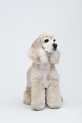 포토 JPG 스튜디오촬영 동물 한마리 반려견 실내 누끼 사람없음 앞모습 반려동물 귀여움 코커스패니얼 흰색 개 강아지 흰배경 반려 국내포토 1 뷰포인트 컬러 백그라운드 컨셉 포유류 내부 스패니얼 파일형식