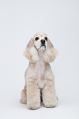 포토 JPG 스튜디오촬영 동물 한마리 반려견 실내 누끼 사람없음 앞모습 반려동물 귀여움 코커스패니얼 흰색 개 강아지 흰배경 반려 국내포토 1 뷰포인트 컬러 백그라운드 컨셉 포유류 내부 스패니얼 파일형식