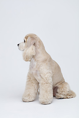 포토 JPG 스튜디오촬영 동물 한마리 반려견 실내 누끼 사람없음 옆모습 반려동물 귀여움 코커스패니얼 흰색 개 강아지 흰배경 반려 국내포토 1 뷰포인트 컬러 백그라운드 컨셉 포유류 내부 스패니얼 파일형식