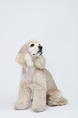 포토 JPG 스튜디오촬영 동물 한마리 반려견 실내 누끼 사람없음 옆모습 반려동물 귀여움 코커스패니얼 흰색 개 강아지 흰배경 반려 국내포토 1 뷰포인트 컬러 백그라운드 컨셉 포유류 내부 스패니얼 파일형식