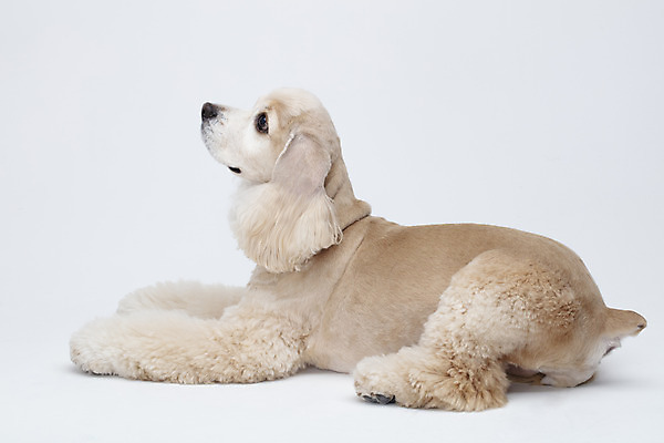 포토 JPG 스튜디오촬영 동물 한마리 반려견 실내 누끼 사람없음 옆모습 반려동물 귀여움 코커스패니얼 흰색 개 강아지 흰배경 반려 국내포토 1 뷰포인트 컬러 백그라운드 컨셉 포유류 내부 스패니얼 파일형식