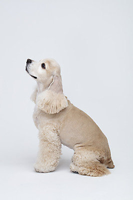 포토 JPG 스튜디오촬영 동물 한마리 반려견 실내 누끼 사람없음 옆모습 반려동물 귀여움 코커스패니얼 흰색 개 강아지 흰배경 반려 국내포토 1 뷰포인트 컬러 백그라운드 컨셉 포유류 내부 스패니얼 파일형식