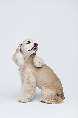 포토 JPG 스튜디오촬영 동물 한마리 반려견 실내 누끼 사람없음 옆모습 반려동물 귀여움 코커스패니얼 흰색 개 강아지 흰배경 반려 국내포토 1 뷰포인트 컬러 백그라운드 컨셉 포유류 내부 스패니얼 파일형식