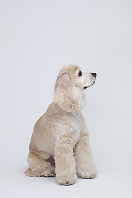 포토 JPG 스튜디오촬영 동물 한마리 반려견 실내 누끼 사람없음 옆모습 반려동물 귀여움 코커스패니얼 흰색 개 강아지 흰배경 반려 국내포토 1 뷰포인트 컬러 백그라운드 컨셉 포유류 내부 스패니얼 파일형식