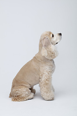 포토 JPG 스튜디오촬영 동물 한마리 반려견 실내 누끼 사람없음 옆모습 반려동물 귀여움 코커스패니얼 흰색 개 강아지 흰배경 반려 국내포토 1 뷰포인트 컬러 백그라운드 컨셉 포유류 내부 스패니얼 파일형식