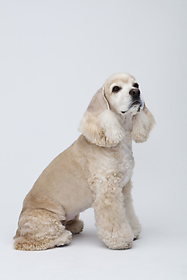 포토 JPG 스튜디오촬영 동물 한마리 반려견 실내 누끼 사람없음 옆모습 반려동물 귀여움 코커스패니얼 흰색 개 강아지 흰배경 반려 국내포토 1 뷰포인트 컬러 백그라운드 컨셉 포유류 내부 스패니얼 파일형식