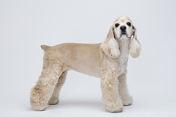 포토 JPG 스튜디오촬영 동물 한마리 반려견 실내 누끼 사람없음 옆모습 반려동물 귀여움 코커스패니얼 흰색 개 강아지 흰배경 반려 국내포토 1 뷰포인트 컬러 백그라운드 컨셉 포유류 내부 스패니얼 파일형식