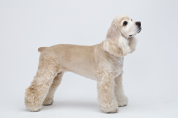 포토 JPG 스튜디오촬영 동물 한마리 반려견 실내 누끼 사람없음 옆모습 반려동물 귀여움 코커스패니얼 흰색 개 강아지 흰배경 반려 국내포토 1 뷰포인트 컬러 백그라운드 컨셉 포유류 내부 스패니얼 파일형식