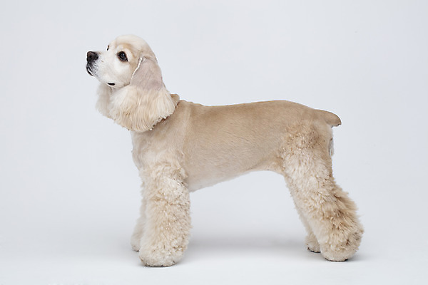 포토 JPG 스튜디오촬영 동물 한마리 반려견 실내 누끼 사람없음 옆모습 반려동물 귀여움 코커스패니얼 흰색 개 강아지 흰배경 반려 국내포토 1 뷰포인트 컬러 백그라운드 컨셉 포유류 내부 스패니얼 파일형식