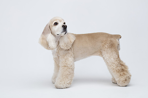 포토 JPG 스튜디오촬영 동물 한마리 반려견 실내 누끼 사람없음 옆모습 반려동물 귀여움 코커스패니얼 흰색 개 강아지 흰배경 반려 국내포토 1 뷰포인트 컬러 백그라운드 컨셉 포유류 내부 스패니얼 파일형식