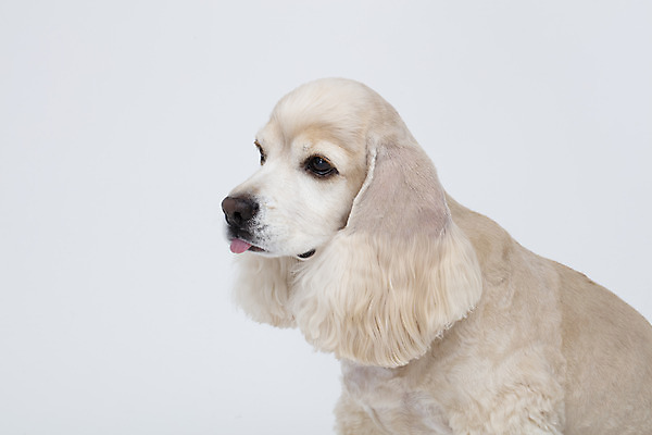 포토 JPG 스튜디오촬영 동물 한마리 반려견 실내 누끼 근접촬영 사람없음 옆모습 반려동물 귀여움 코커스패니얼 흰색 개 강아지 흰배경 반려 국내포토 1 뷰포인트 컬러 백그라운드 컨셉 포유류 내부 스패니얼 파일형식