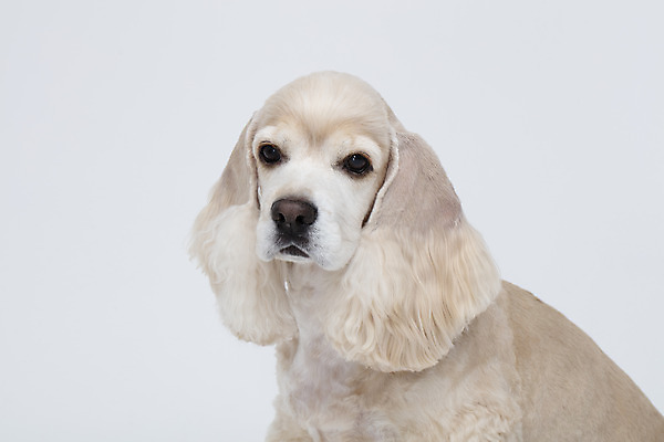 포토 JPG 스튜디오촬영 동물 한마리 반려견 실내 누끼 근접촬영 사람없음 옆모습 반려동물 귀여움 코커스패니얼 흰색 개 강아지 흰배경 반려 국내포토 1 뷰포인트 컬러 백그라운드 컨셉 포유류 내부 스패니얼 파일형식