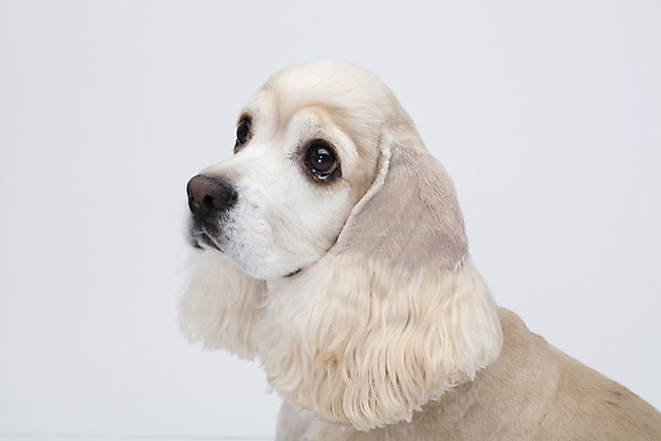 포토 JPG 스튜디오촬영 동물 한마리 반려견 실내 누끼 근접촬영 사람없음 옆모습 반려동물 귀여움 코커스패니얼 흰색 개 강아지 흰배경 반려 국내포토 1 뷰포인트 컬러 백그라운드 컨셉 포유류 내부 스패니얼 파일형식