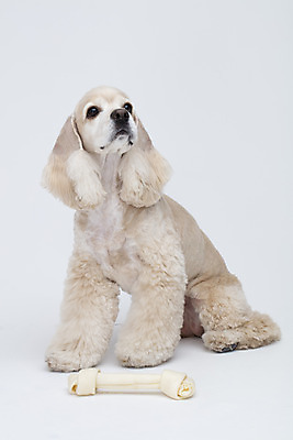 포토 JPG 스튜디오촬영 동물 한마리 반려견 뼈 실내 누끼 사람없음 앞모습 반려동물 장난감 귀여움 코커스패니얼 흰색 개 강아지 흰배경 개껌 반려 국내포토 1 뷰포인트 컬러 백그라운드 컨셉 포유류 내부 스패니얼 파일형식