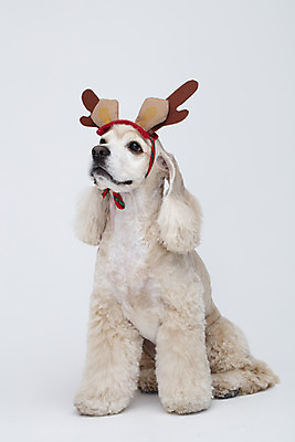 포토 JPG 스튜디오촬영 동물 한마리 반려견 사슴 실내 누끼 사람없음 앞모습 반려동물 귀여움 루돌프 코커스패니얼 흰색 머리띠 개 강아지 흰배경 루돌프머리띠 반려 국내포토 1 뷰포인트 컬러 백그라운드 컨셉 크리스마스 장신구 포유류 내부 스패니얼 파일형식