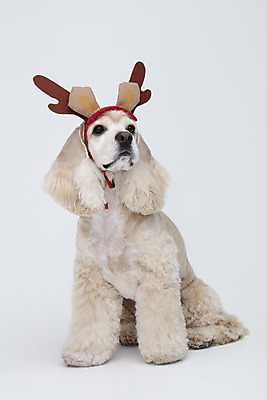 포토 JPG 스튜디오촬영 동물 한마리 반려견 사슴 실내 누끼 사람없음 앞모습 반려동물 귀여움 루돌프 코커스패니얼 흰색 머리띠 개 강아지 흰배경 루돌프머리띠 반려 국내포토 1 뷰포인트 컬러 백그라운드 컨셉 크리스마스 장신구 포유류 내부 스패니얼 파일형식