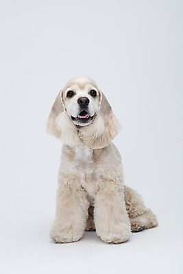 포토 JPG 스튜디오촬영 동물 한마리 반려견 실내 누끼 사람없음 앞모습 반려동물 귀여움 코커스패니얼 흰색 개 강아지 흰배경 반려 국내포토 1 뷰포인트 컬러 백그라운드 컨셉 포유류 내부 스패니얼 파일형식