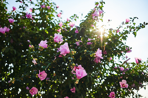 포토 JPG 주간 자연 나뭇잎 풍경 사람없음 야외 여름 햇빛 맑음 무궁화 국내포토 자연요소 계절 꽃 잎 날씨 태양 생태계 파일형식