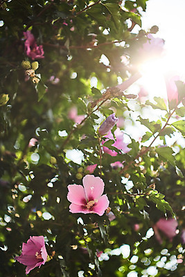 포토 JPG 주간 자연 나뭇잎 풍경 사람없음 야외 여름 햇빛 맑음 무궁화 국내포토 자연요소 계절 꽃 잎 날씨 태양 생태계 파일형식