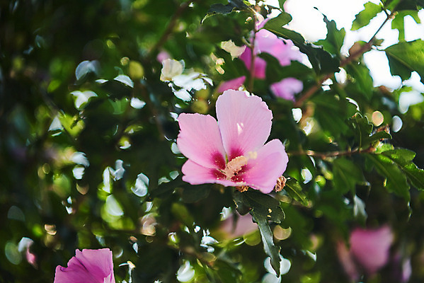포토 JPG 주간 자연 나뭇잎 풍경 사람없음 야외 여름 맑음 무궁화 국내포토 자연요소 계절 꽃 잎 날씨 생태계 파일형식