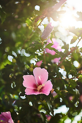 포토 JPG 주간 자연 나뭇잎 풍경 근접촬영 사람없음 야외 여름 햇빛 맑음 무궁화 국내포토 자연요소 계절 꽃 뷰포인트 잎 날씨 태양 생태계 파일형식