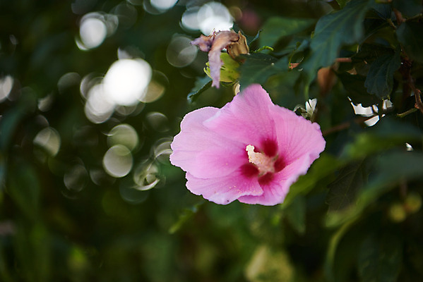 포토 JPG 주간 자연 나뭇잎 풍경 근접촬영 사람없음 야외 아웃포커스 여름 햇빛 맑음 무궁화 국내포토 자연요소 계절 꽃 뷰포인트 잎 날씨 촬영기법 태양 생태계 파일형식