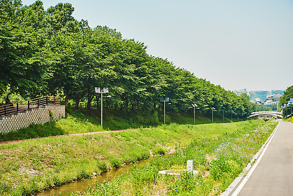포토 JPG 주간 나무 공원 자연 풍경 사람없음 야외 여름 강 환경 맑음 양재천 국내포토 자연요소 식물 계절 공공시설 날씨 생태계 파일형식