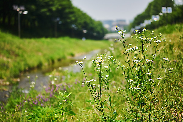 포토 JPG 주간 나무 공원 꽃 자연 풍경 근접촬영 사람없음 야외 여름 강 환경 맑음 양재천 국내포토 자연요소 식물 계절 공공시설 뷰포인트 날씨 생태계 파일형식