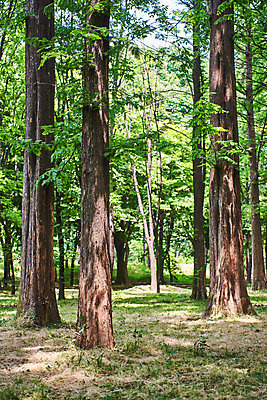 포토 JPG 주간 나무 공원 자연 풍경 사람없음 야외 여름 맑음 숲 국내포토 자연요소 식물 계절 공공시설 날씨 생태계 파일형식