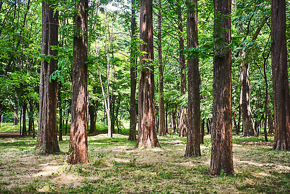 포토 JPG 주간 나무 공원 자연 풍경 사람없음 야외 여름 맑음 숲 국내포토 자연요소 식물 계절 공공시설 날씨 생태계 파일형식