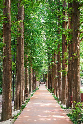 포토 JPG 주간 나무 공원 자연 풍경 사람없음 야외 여름 맑음 숲 국내포토 자연요소 식물 계절 공공시설 날씨 생태계 파일형식