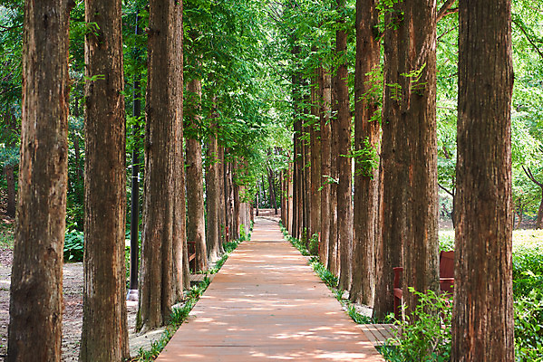 포토 JPG 주간 나무 공원 자연 풍경 사람없음 야외 여름 맑음 숲 국내포토 자연요소 식물 계절 공공시설 날씨 생태계 파일형식