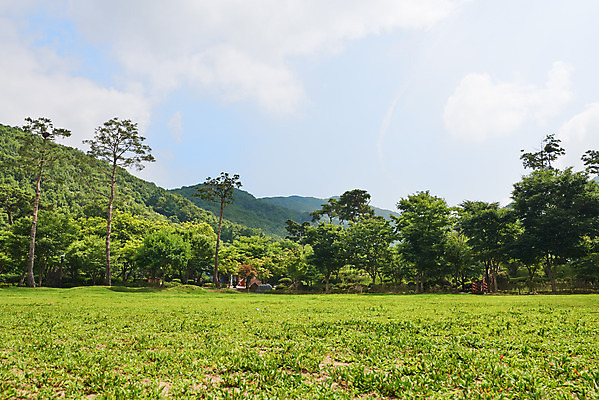 포토 JPG 주간 나무 공원 자연 하늘 풍경 잔디 사람없음 야외 여름 맑음 숲 자연휴양림 국내포토 자연요소 식물 계절 공공시설 날씨 생태계 휴양림 파일형식