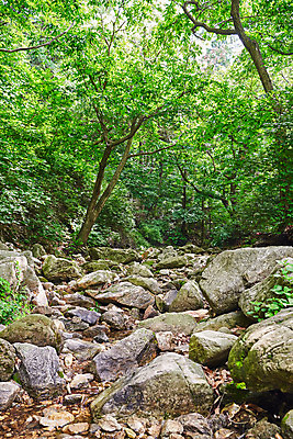 포토 JPG 주간 나무 자연 풍경 사람없음 야외 여름 계곡 맑음 돌_바위 바위 숲 자연휴양림 국내포토 자연요소 식물 계절 날씨 생태계 휴양림 파일형식