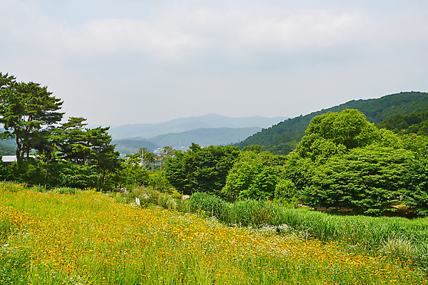 포토 JPG 주간 나무 공원 꽃 꽃밭 자연 하늘 산 풍경 사람없음 야외 여름 맑음 숲 자연휴양림 국내포토 자연요소 식물 계절 공공시설 날씨 생태계 휴양림 파일형식