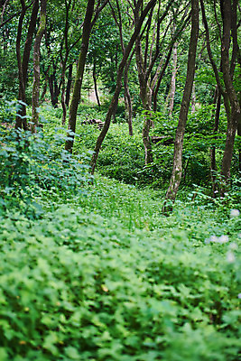 포토 JPG 주간 나무 공원 자연 풍경 사람없음 야외 여름 맑음 숲 자연휴양림 국내포토 자연요소 식물 계절 공공시설 날씨 생태계 휴양림 파일형식