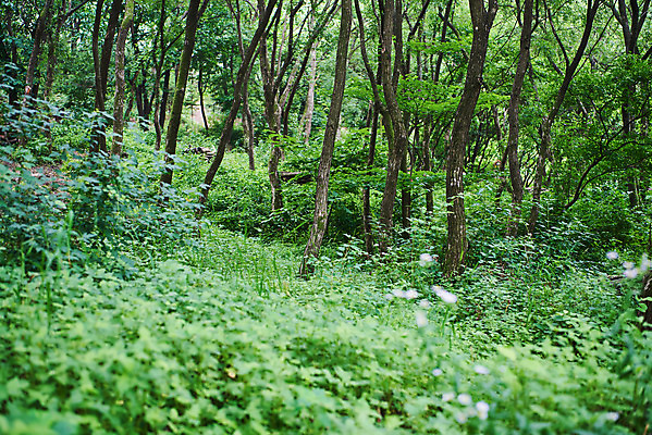 포토 JPG 주간 나무 공원 자연 풍경 사람없음 야외 여름 맑음 숲 자연휴양림 국내포토 자연요소 식물 계절 공공시설 날씨 생태계 휴양림 파일형식