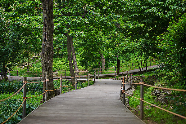 포토 JPG 주간 나무 공원 자연 풍경 사람없음 야외 여름 맑음 산책로 숲 자연휴양림 국내포토 자연요소 식물 계절 공공시설 길 날씨 생태계 휴양림 파일형식