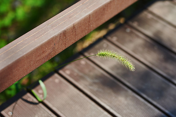포토 JPG 주간 공원 자연 풍경 근접촬영 사람없음 야외 아웃포커스 여름 맑음 나무다리 강아지풀 국내포토 자연요소 식물 계절 공공시설 뷰포인트 날씨 촬영기법 다리_건축물 생태계 한해살이풀 파일형식