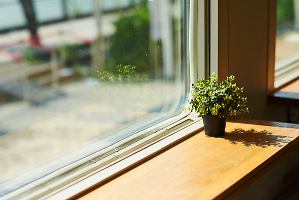 포토 JPG 주간 식물 화분 자연 실내 풍경 사람없음 여름 햇빛 맑음 창가 국내포토 자연요소 계절 창문 날씨 내부 태양 생태계 파일형식