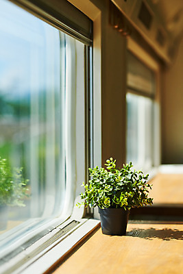 포토 JPG 주간 식물 화분 자연 실내 풍경 사람없음 여름 햇빛 맑음 창가 국내포토 자연요소 계절 창문 날씨 내부 태양 생태계 파일형식