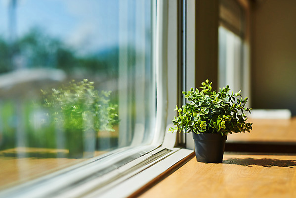 포토 JPG 주간 식물 화분 자연 실내 풍경 사람없음 여름 햇빛 맑음 창가 국내포토 자연요소 계절 창문 날씨 내부 태양 생태계 파일형식
