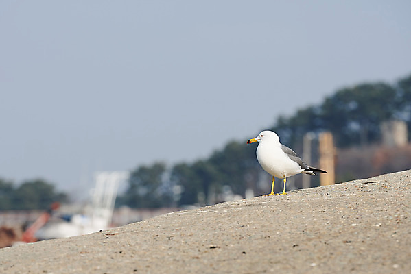 포토 JPG 주간 한마리 바다 갈매기 풍경 근접촬영 사람없음 야외 아웃포커스 마을 항구 시골 어촌 경기도 서해 궁평항 국내포토 자연요소 1 뷰포인트 교통시설 조류 한국 촬영기법 파일형식