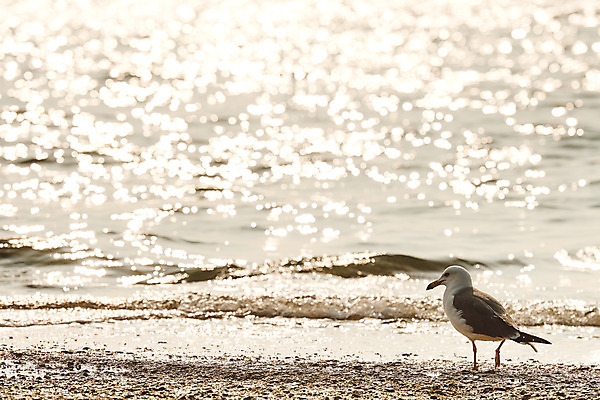 포토 JPG 주간 한마리 바다 갈매기 풍경 사람없음 야외 반짝임 마을 노을 항구 시골 어촌 경기도 서해 궁평항 국내포토 자연요소 1 교통시설 모션 조류 한국 파일형식