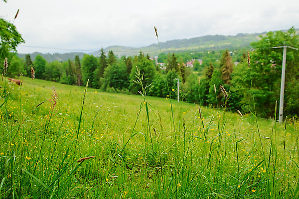 포토 JPG 해외이미지 식물 계절 백그라운드 밭 자연 하늘 산 풍경 초원 사람없음 야외 초록색 여름 햇빛 태양 농장 맑음 봄 시골 신선 땅 언덕 내추럴 밭일 해외202004 해외포토 자연요소 컬러 농업 날씨 생태계 파일형식