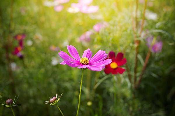 포토 JPG 해외이미지 주간 식물 꽃 분홍색 꽃밭 자연 풍경 근접촬영 사람없음 야외 초록색 코스모스 해외202004 해외포토 자연요소 뷰포인트 컬러 생태계 파일형식
