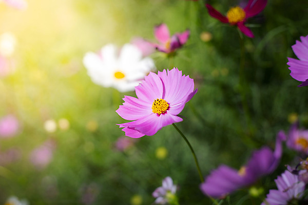 포토 JPG 해외이미지 주간 식물 꽃 분홍색 꽃밭 자연 풍경 근접촬영 사람없음 야외 초록색 코스모스 해외202004 해외포토 자연요소 뷰포인트 컬러 생태계 파일형식