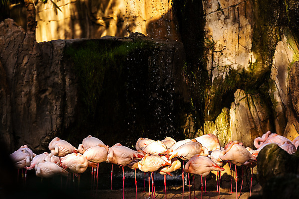 포토 JPG 해외이미지 동물 공원 호수 야생동물 분홍색 여행 백그라운드 날개 오렌지 아프리카 자연 조류 동물원 서기 풍경 사람없음 야외 빨간색 초록색 물 여름 컬러풀 머리 흰색 연못 그룹 플라밍고 사파리 깃털 부리 목 내추럴 동물상 이국적 해외202004 해외포토 자연요소 계절 공공시설 나라 컬러 과일 모션 신체부위 조형물 생태계 파일형식